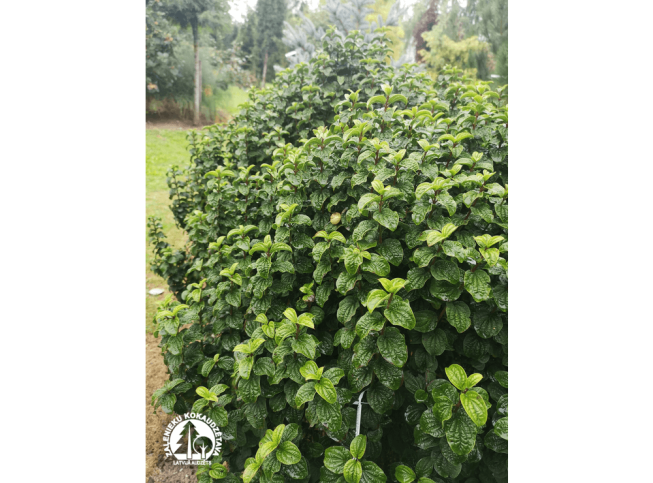 Cornus sanguinea    'Compressa'